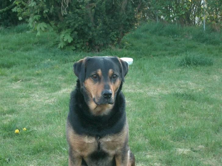 Blanding af racer Mulle billede 1