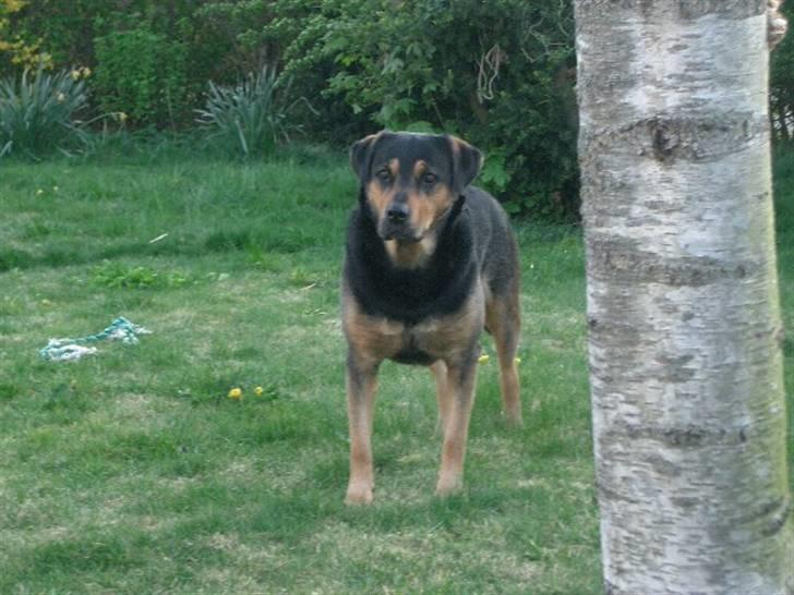 Blanding af racer Mulle billede 2