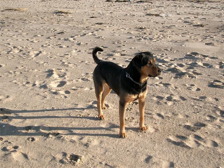 Blanding af racer Mulle billede 3