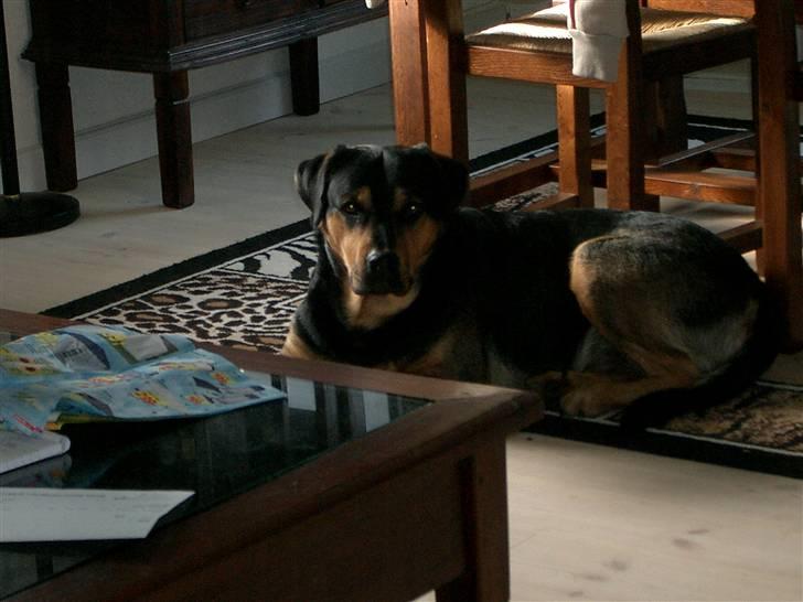 Blanding af racer Mulle billede 4