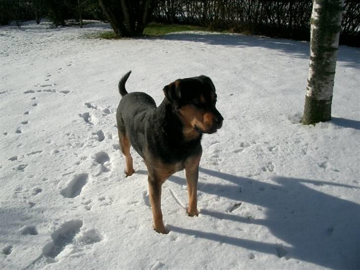 Blanding af racer Mulle billede 5