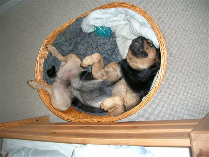 Blanding af racer Mulle billede 6