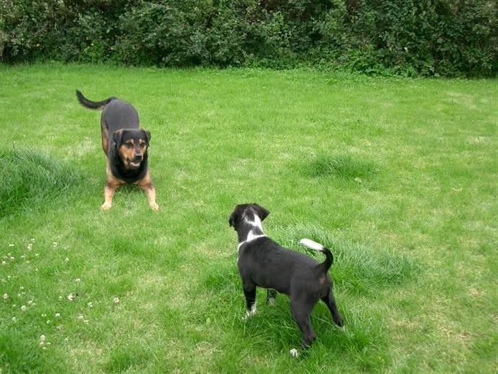 Blanding af racer Mulle billede 7