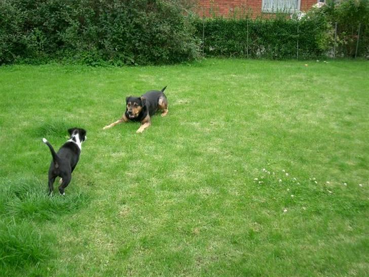 Blanding af racer Mulle billede 8