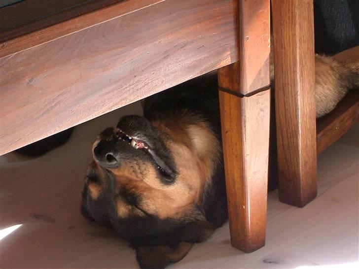 Blanding af racer Mulle - Det er såhhh dejligt at blive kløet på maven ;) billede 9