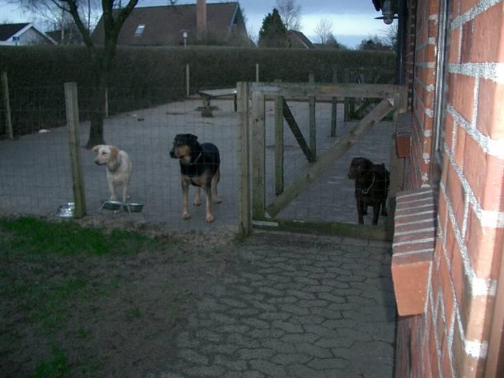 Blanding af racer Mulle - Mulle på besøg ved Molly og Pjevsen billede 11