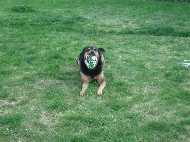 Blanding af racer Mulle billede 12