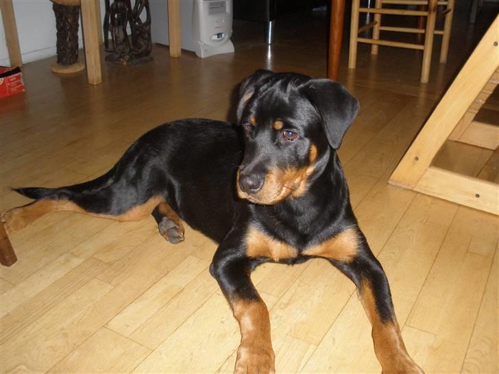 Rottweiler Tenzou RIP billede 1