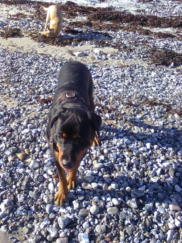 Rottweiler Tenzou RIP billede 2
