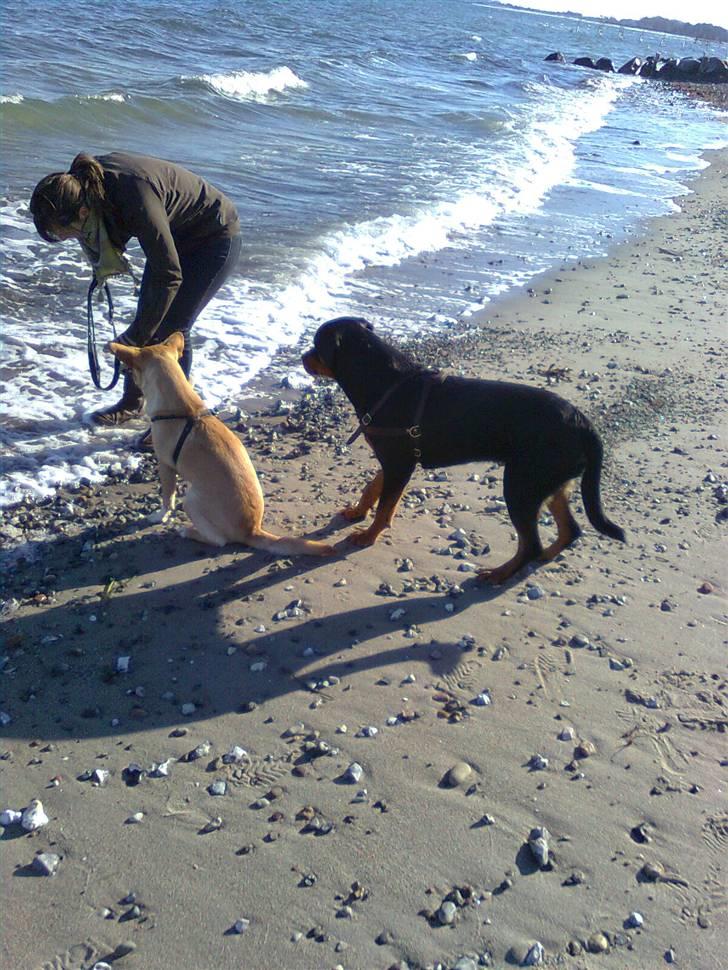 Rottweiler Tenzou RIP billede 3