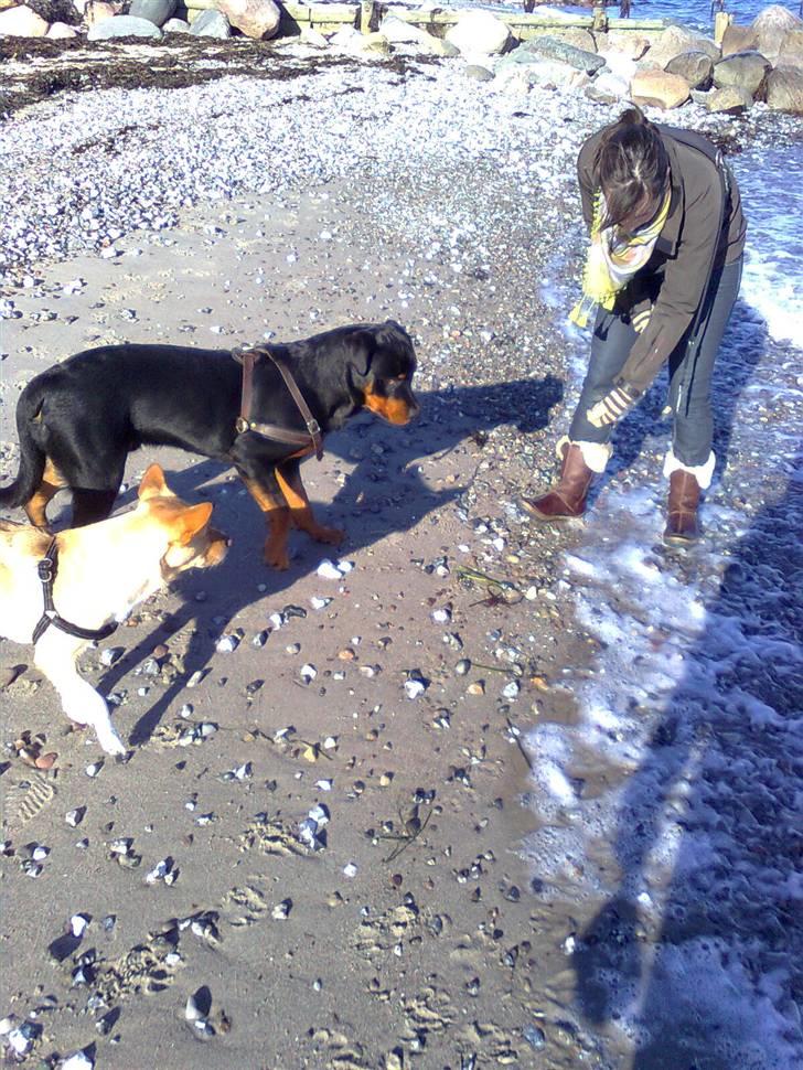 Rottweiler Tenzou RIP billede 4