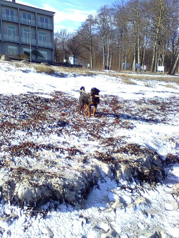 Rottweiler Tenzou RIP billede 5