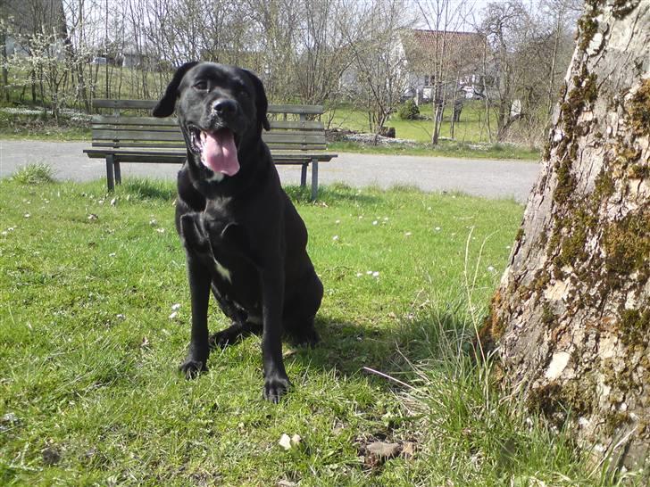 Labrador retriever Tessa billede 1