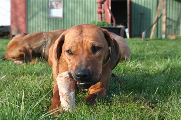 Rhodesian ridgeback Misty - Misty i haven med sin bror Champ i bagrunden billede 1