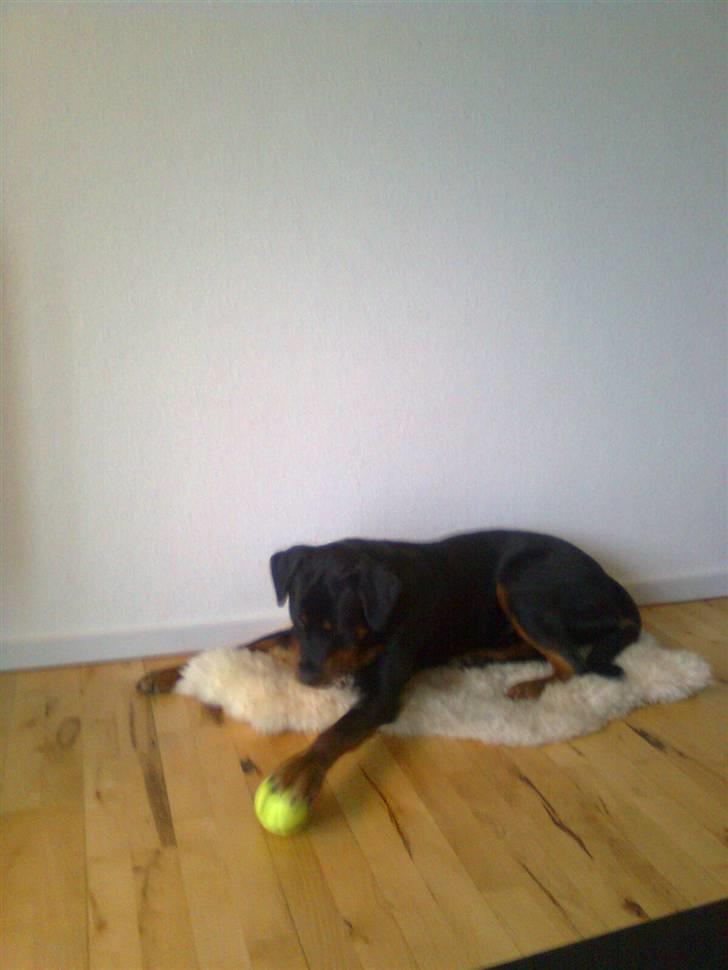 Rottweiler Tenzou RIP billede 6