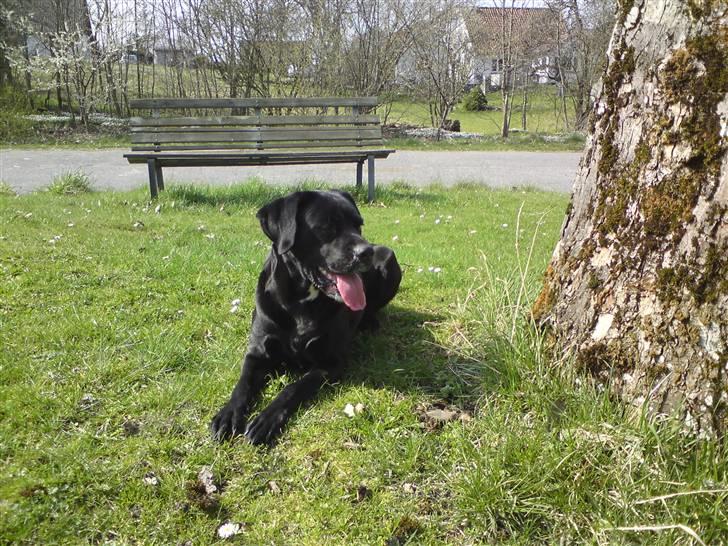 Labrador retriever Tessa billede 2