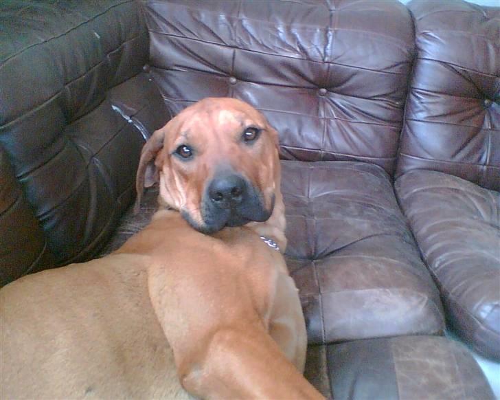 Rhodesian ridgeback Misty - Misty har fundet vej op i sofaen billede 2