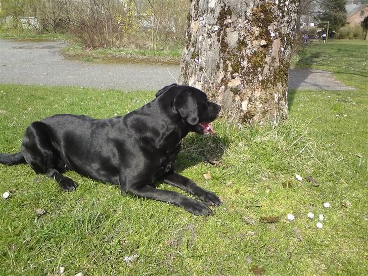 Labrador retriever Tessa billede 3
