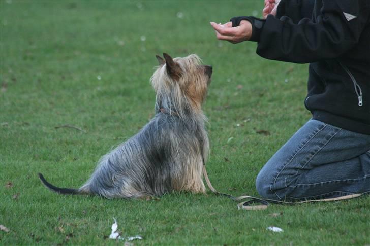 Australian silky terrier Marimias Make-Me-True - Mor er ved at træne kontakt med mig. billede 6