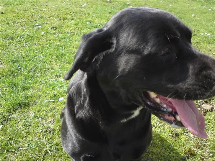 Labrador retriever Tessa billede 4