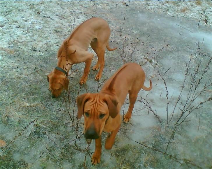 Rhodesian ridgeback Misty - Camp og Misty som Hvalpe. billede 4