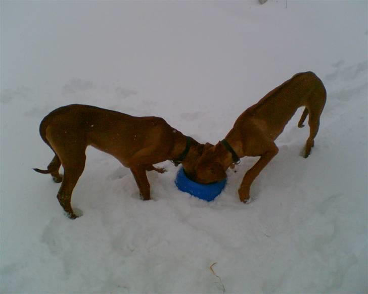Rhodesian ridgeback Misty billede 5