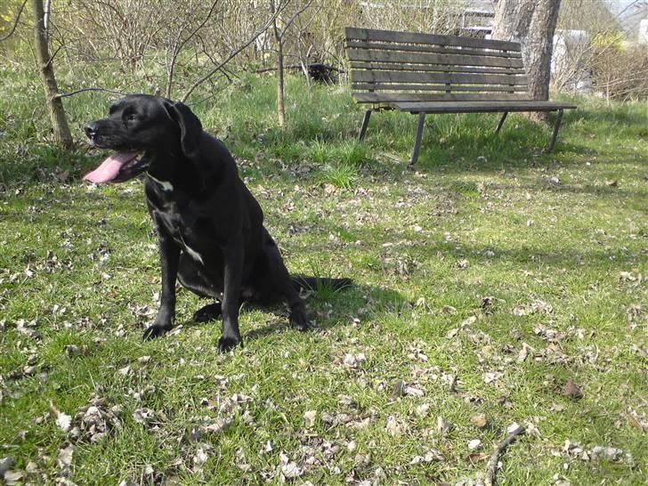 Labrador retriever Tessa billede 5