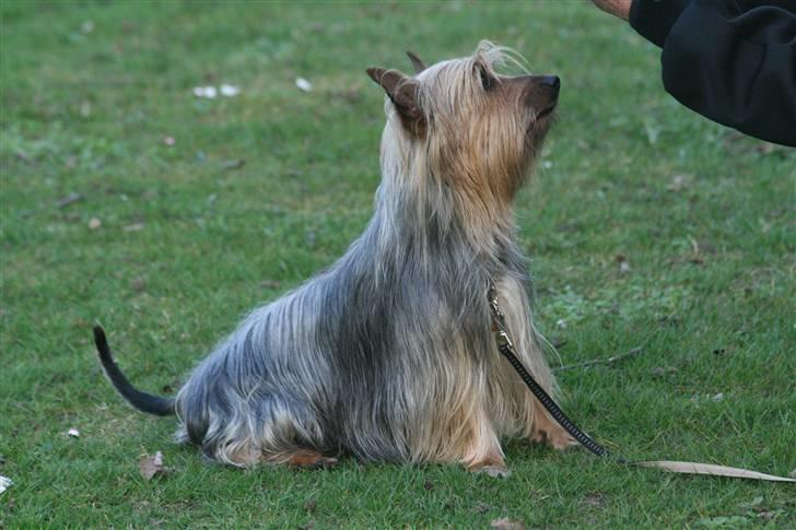 Australian silky terrier Marimias Make-Me-True billede 7