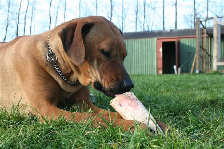 Rhodesian ridgeback Misty billede 6