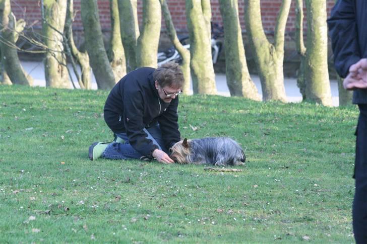 Australian silky terrier Marimias Make-Me-True - Uha, hun vil have mig helt ned, du kan tro nej. billede 8