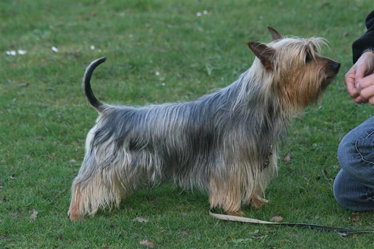 Australian silky terrier Marimias Make-Me-True - Så lang kan jeg blive for et pølsestykke. billede 9