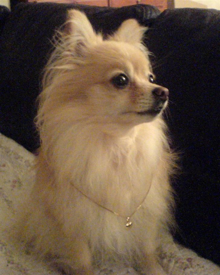 Pomeranian Tulle billede 20