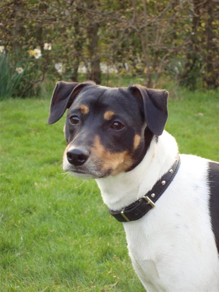 Dansk svensk gaardhund Pelle billede 10