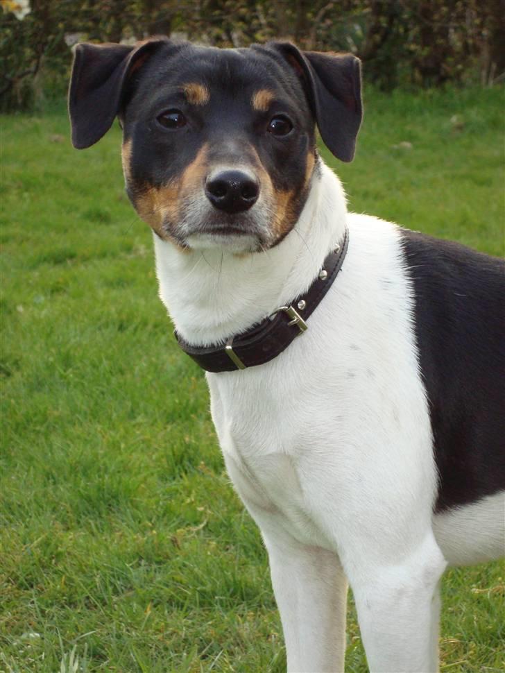 Dansk svensk gaardhund Pelle billede 11