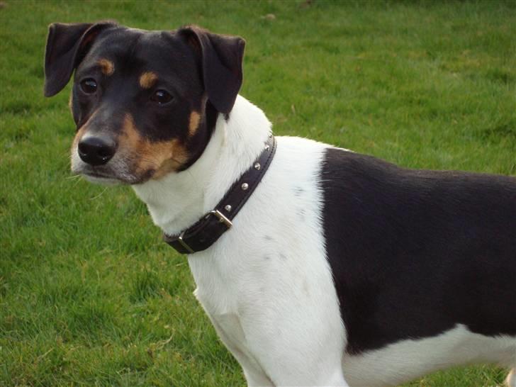 Dansk svensk gaardhund Pelle billede 12