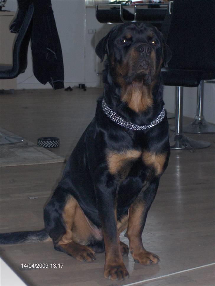 Rottweiler Tayson - Jeg er da bare for dejlig..:) billede 16