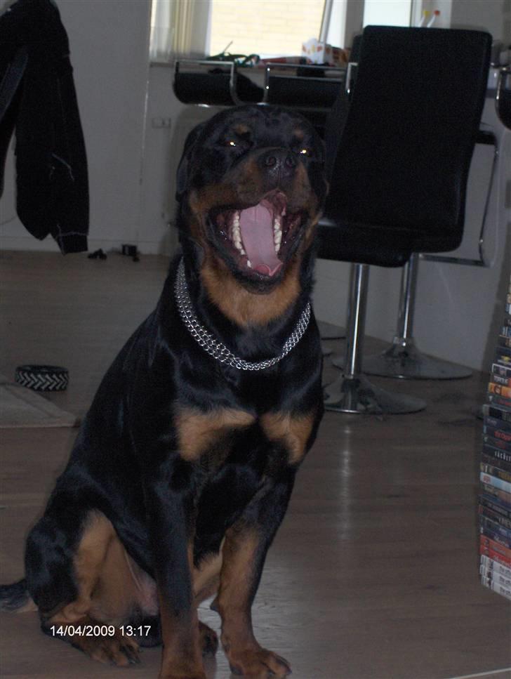 Rottweiler Tayson - Gaaaab billede 17