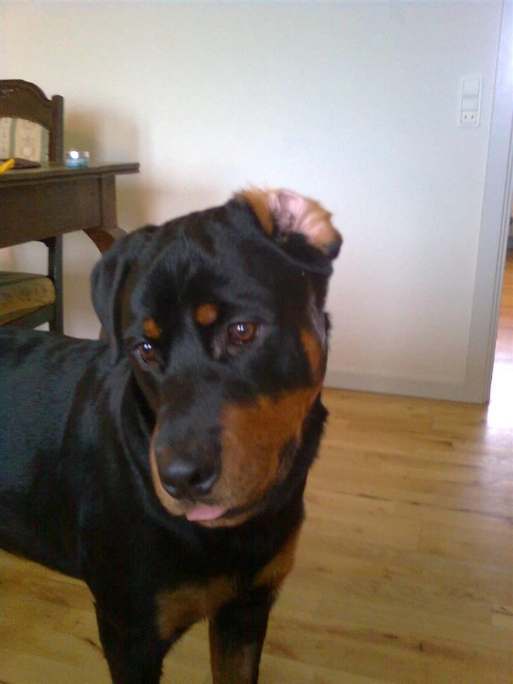 Rottweiler Tenzou RIP billede 7