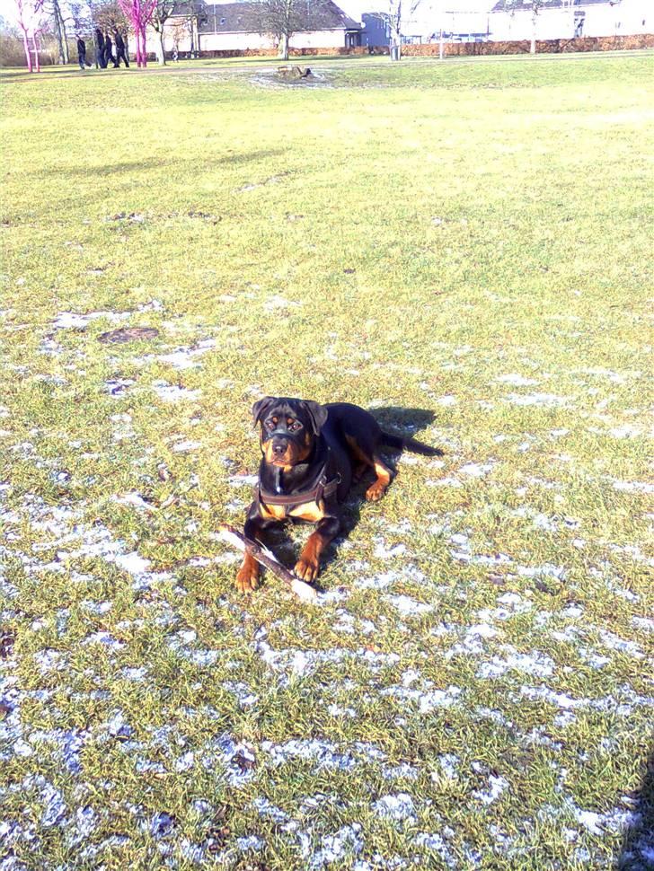 Rottweiler Tenzou RIP billede 8