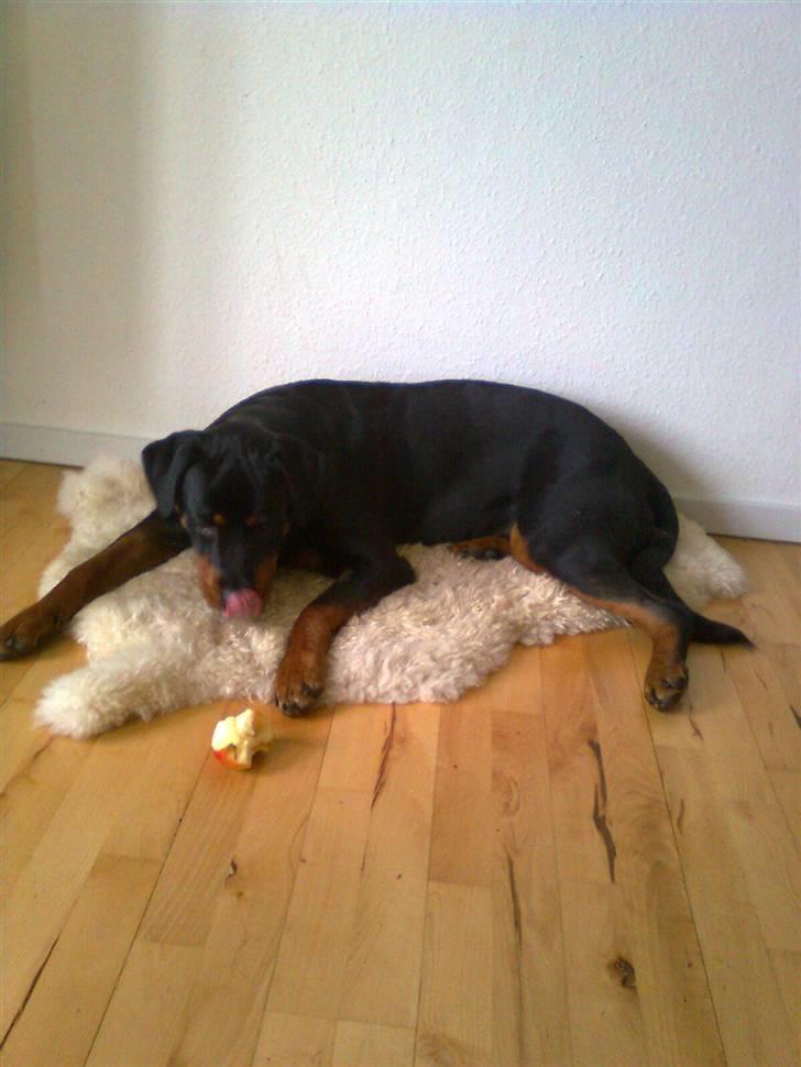 Rottweiler Tenzou RIP billede 9