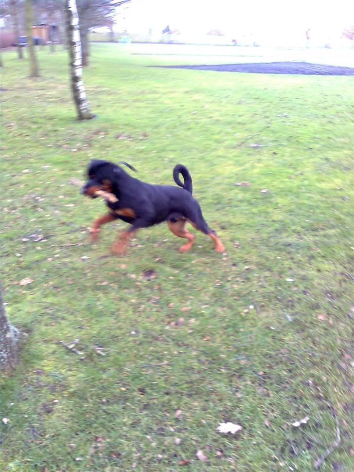Rottweiler Tenzou RIP billede 10