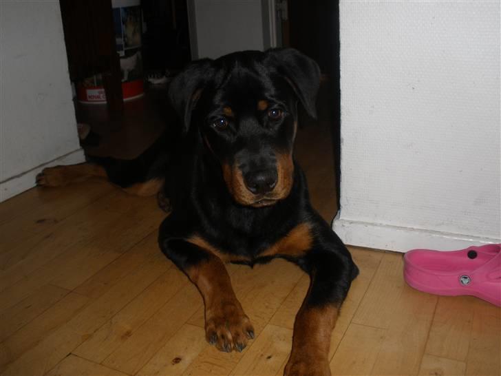 Rottweiler Tenzou RIP billede 11