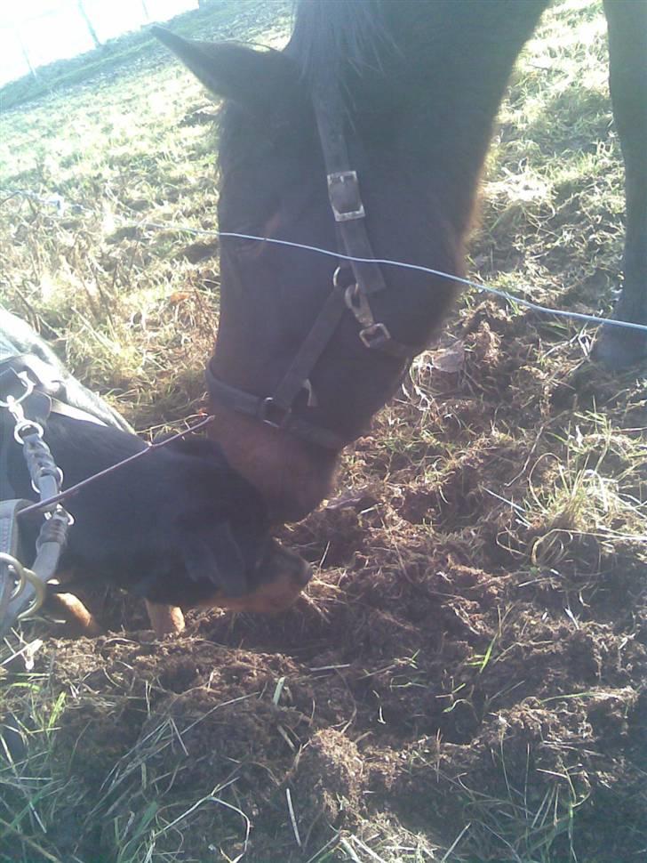 Rottweiler Tenzou RIP billede 12