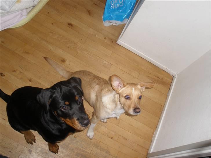 Rottweiler Tenzou RIP billede 13