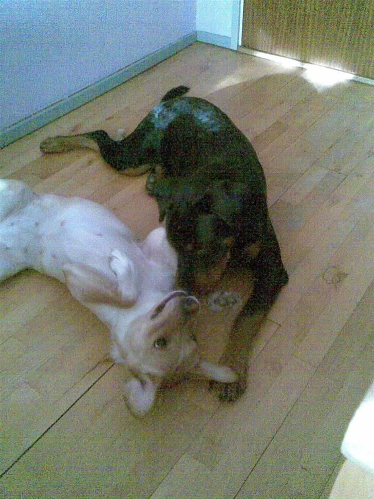 Rottweiler Tenzou RIP billede 14