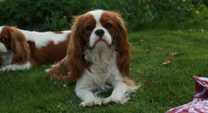 Cavalier king charles spaniel Lunel {Lynel} billede 1