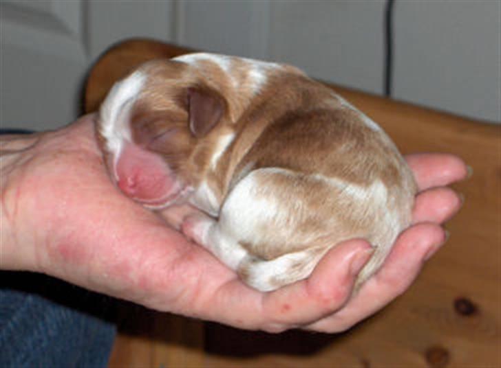 Cavalier king charles spaniel Lunel {Lynel} - Lunel - ganske ny billede 2