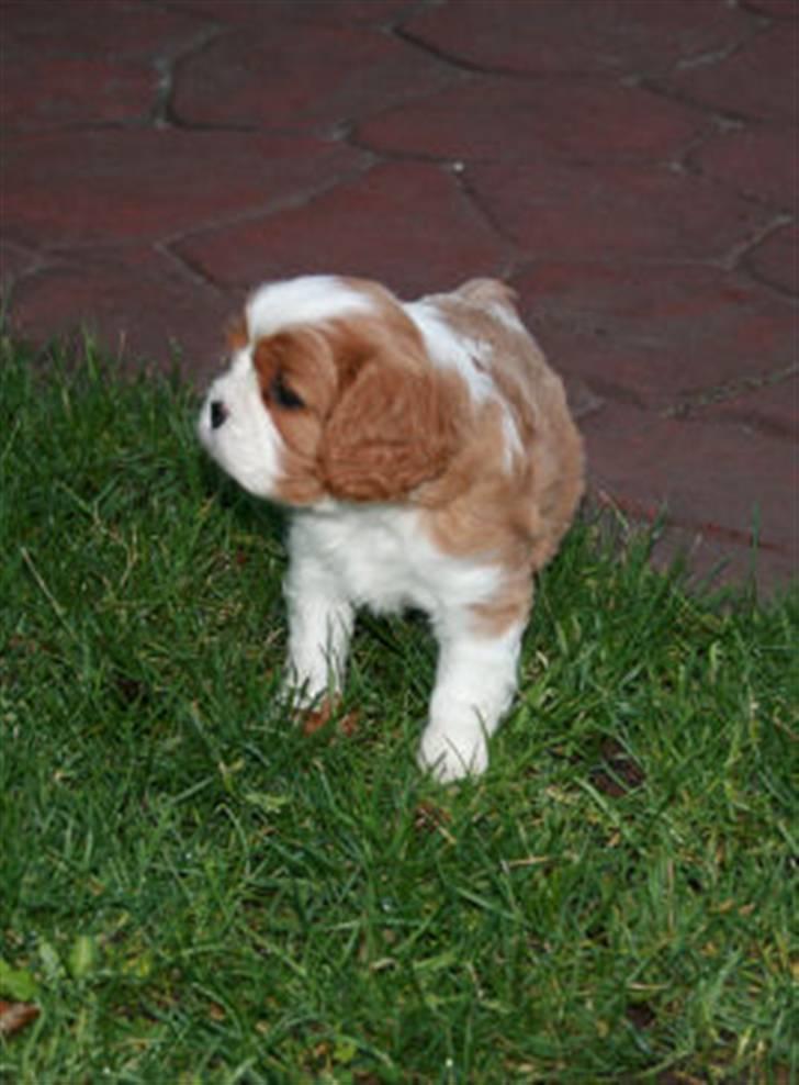 Cavalier king charles spaniel Lunel {Lynel} - Lunel, som 6 uger i haven billede 3