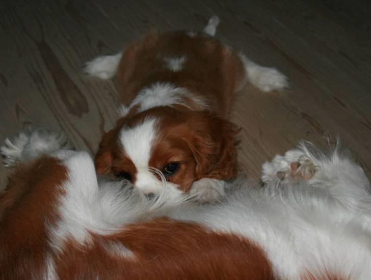 Cavalier king charles spaniel Lunel {Lynel} - Lunel - 10 uger - får lige en tår mælk hos mor. billede 4