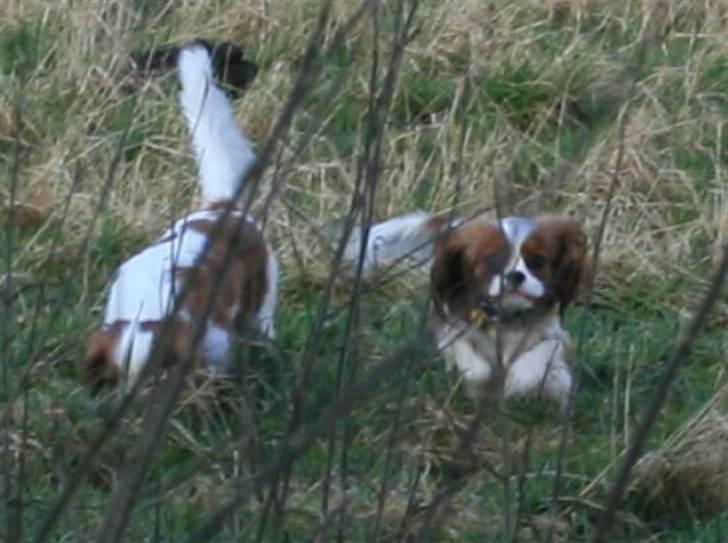 Cavalier king charles spaniel Lunel {Lynel} - Ude i naturen  billede 5